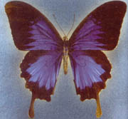 booklet